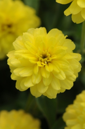 Picture of Zinnia Marylandica Brilliant Series - Yellow